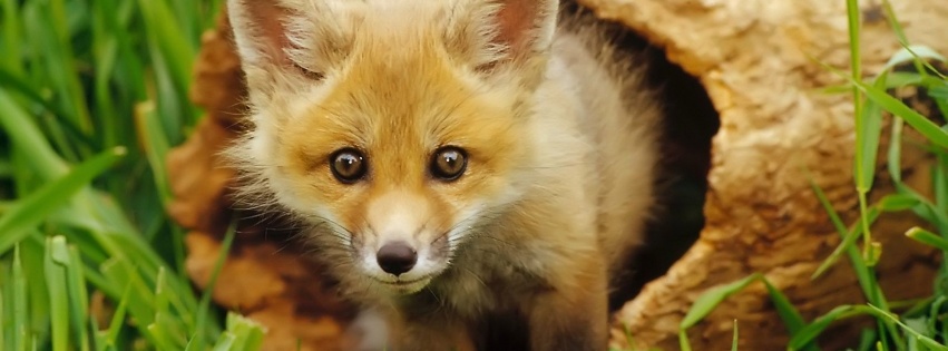 European Red Fox