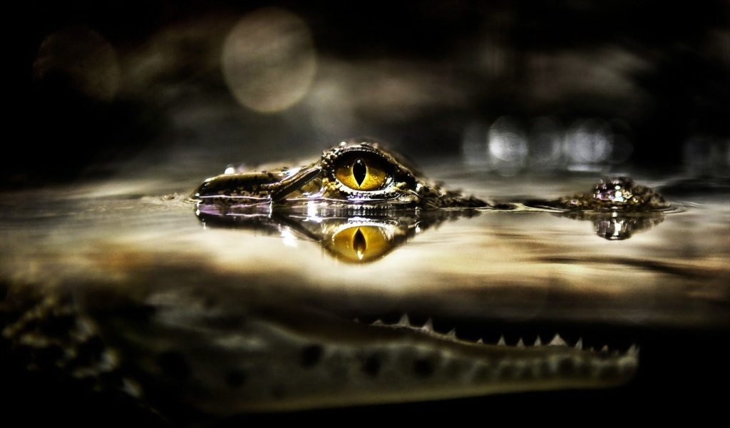 Eye Of Crocodile Above The Water