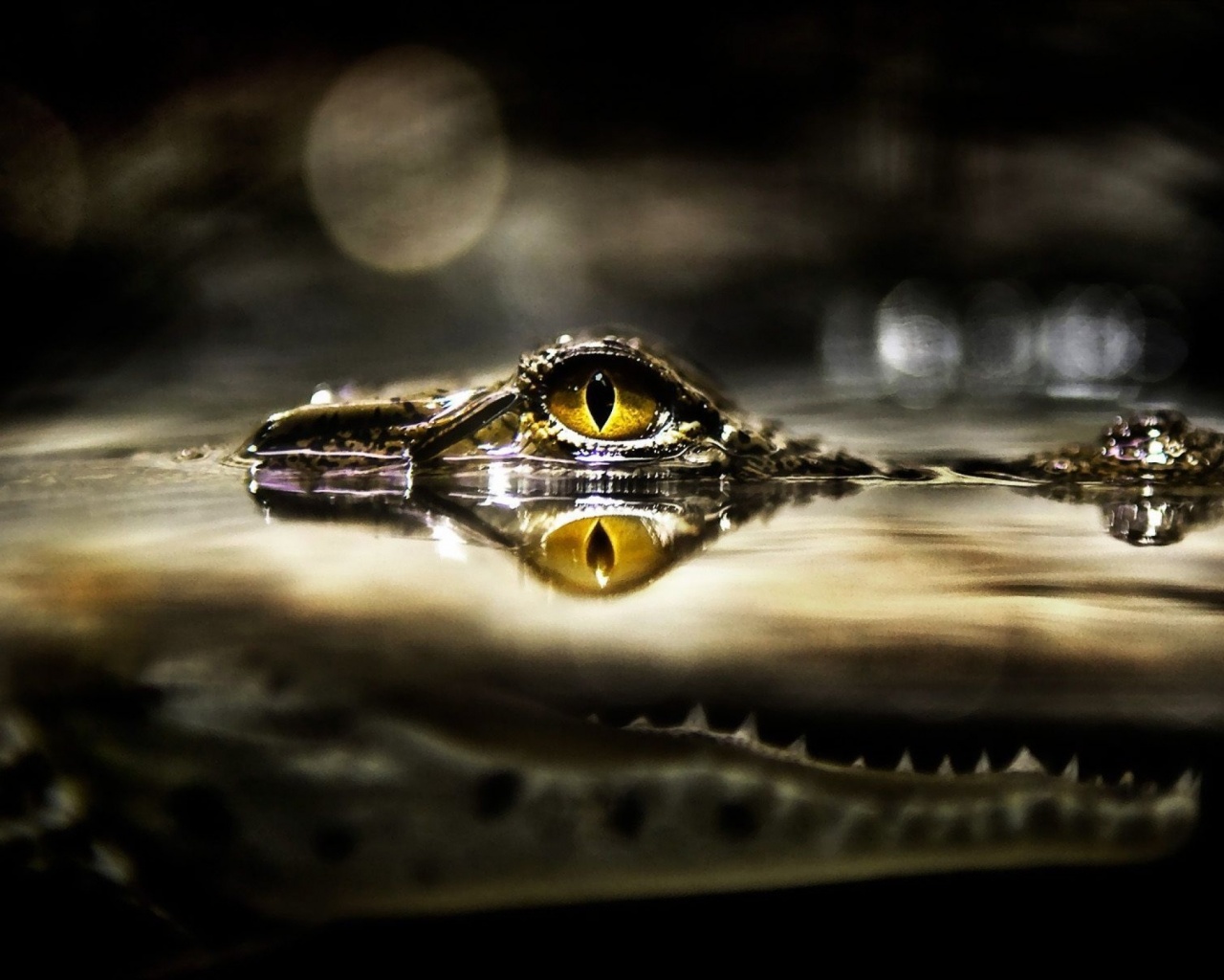 Eye Of Crocodile Above The Water