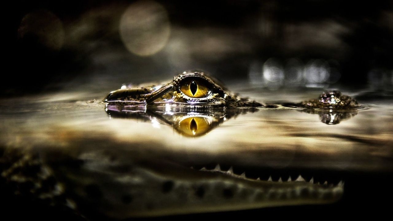 Eye Of Crocodile Above The Water