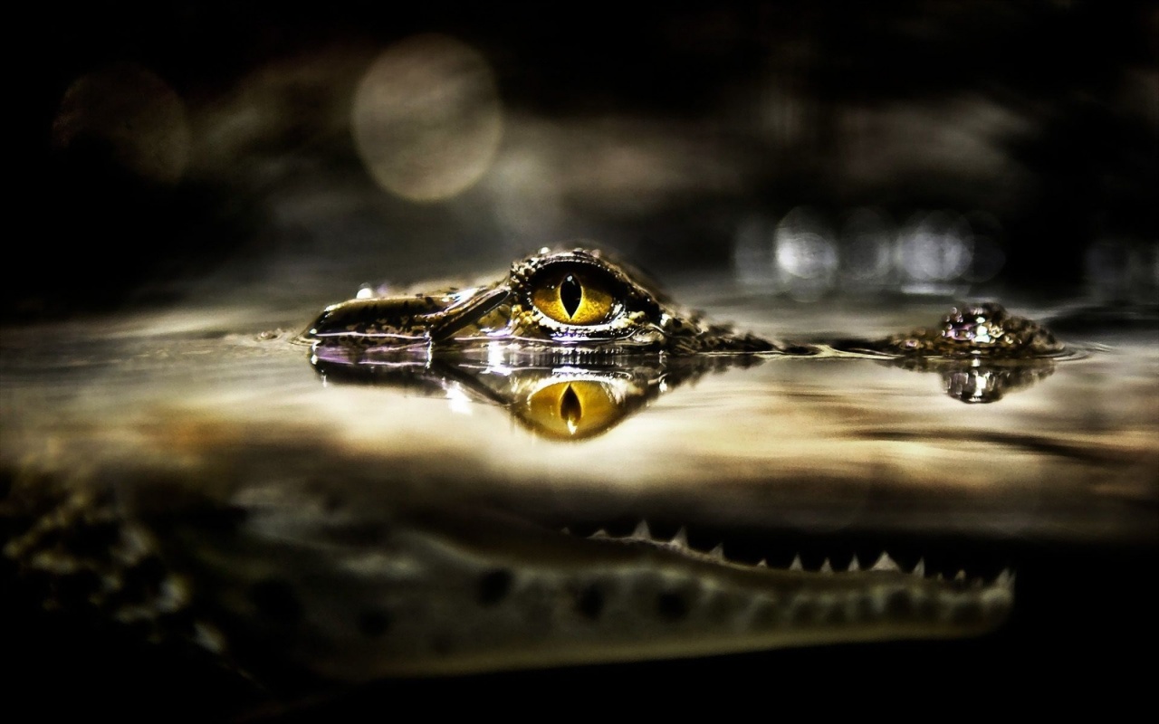 Eye Of Crocodile Above The Water