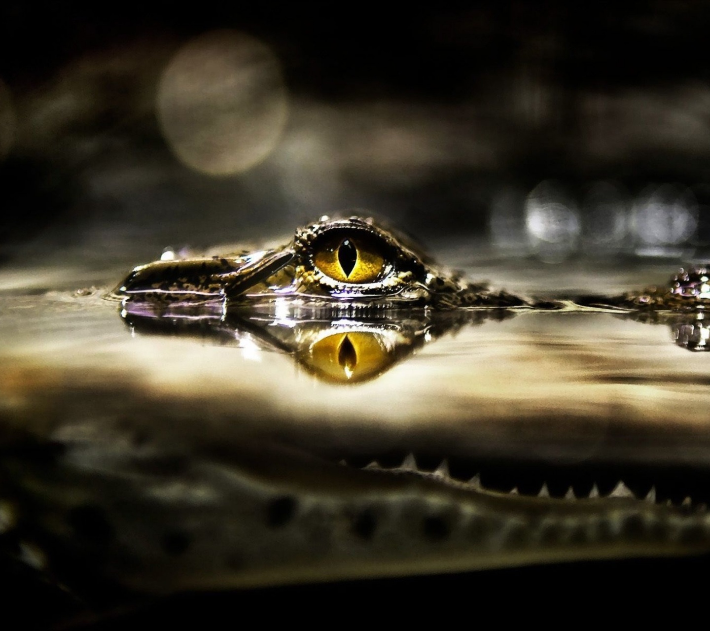 Eye Of Crocodile Above The Water