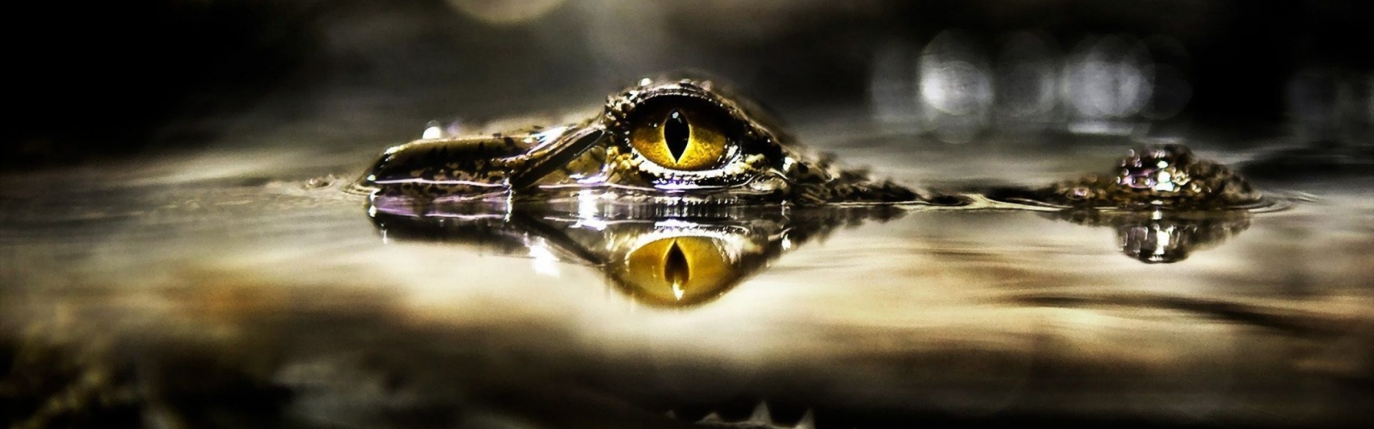 Eye Of Crocodile Above The Water