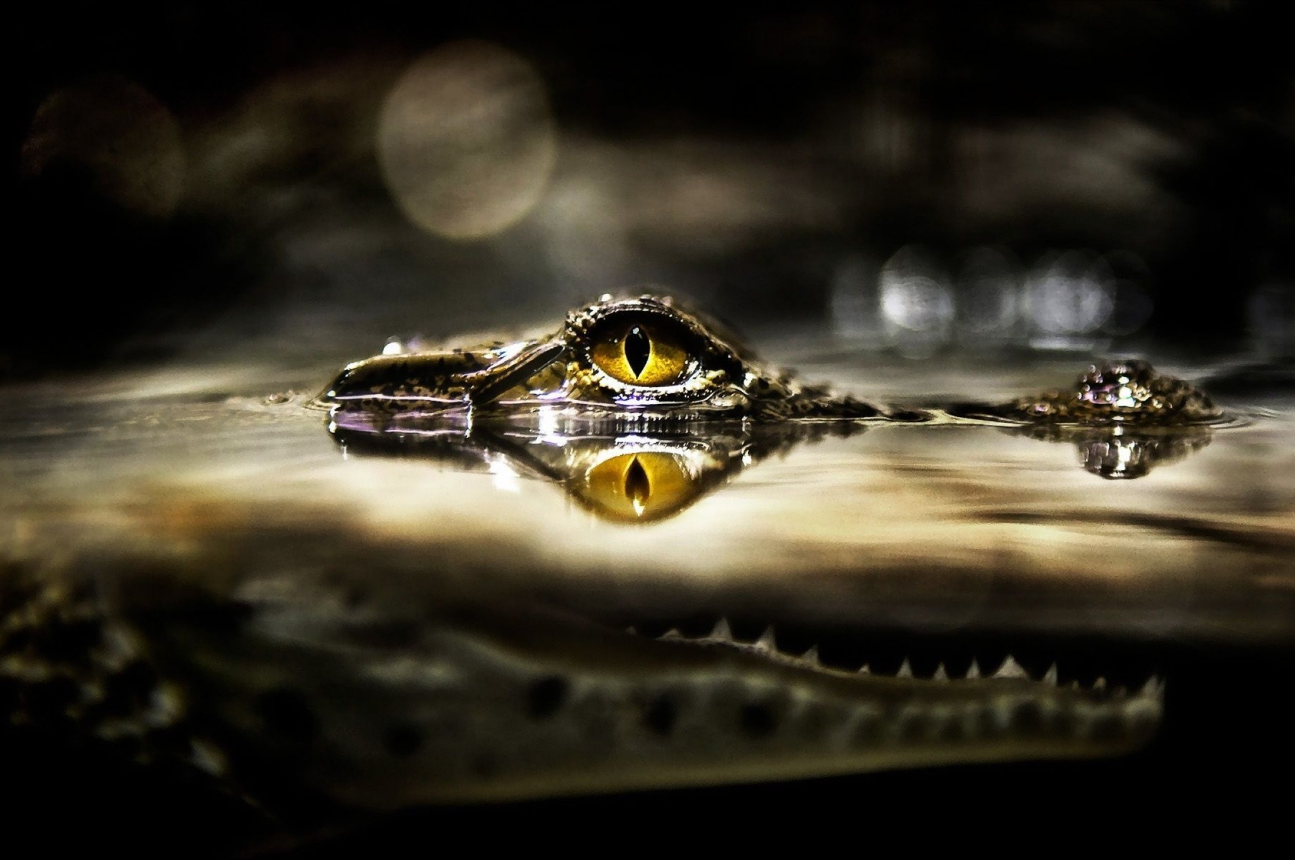 Eye Of Crocodile Above The Water