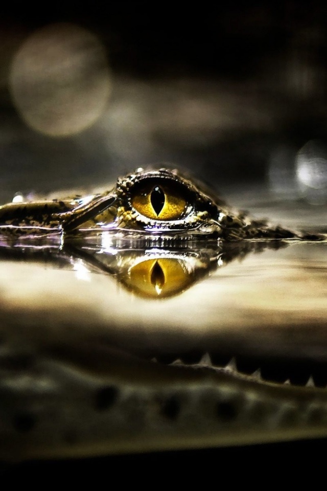 Eye Of Crocodile Above The Water