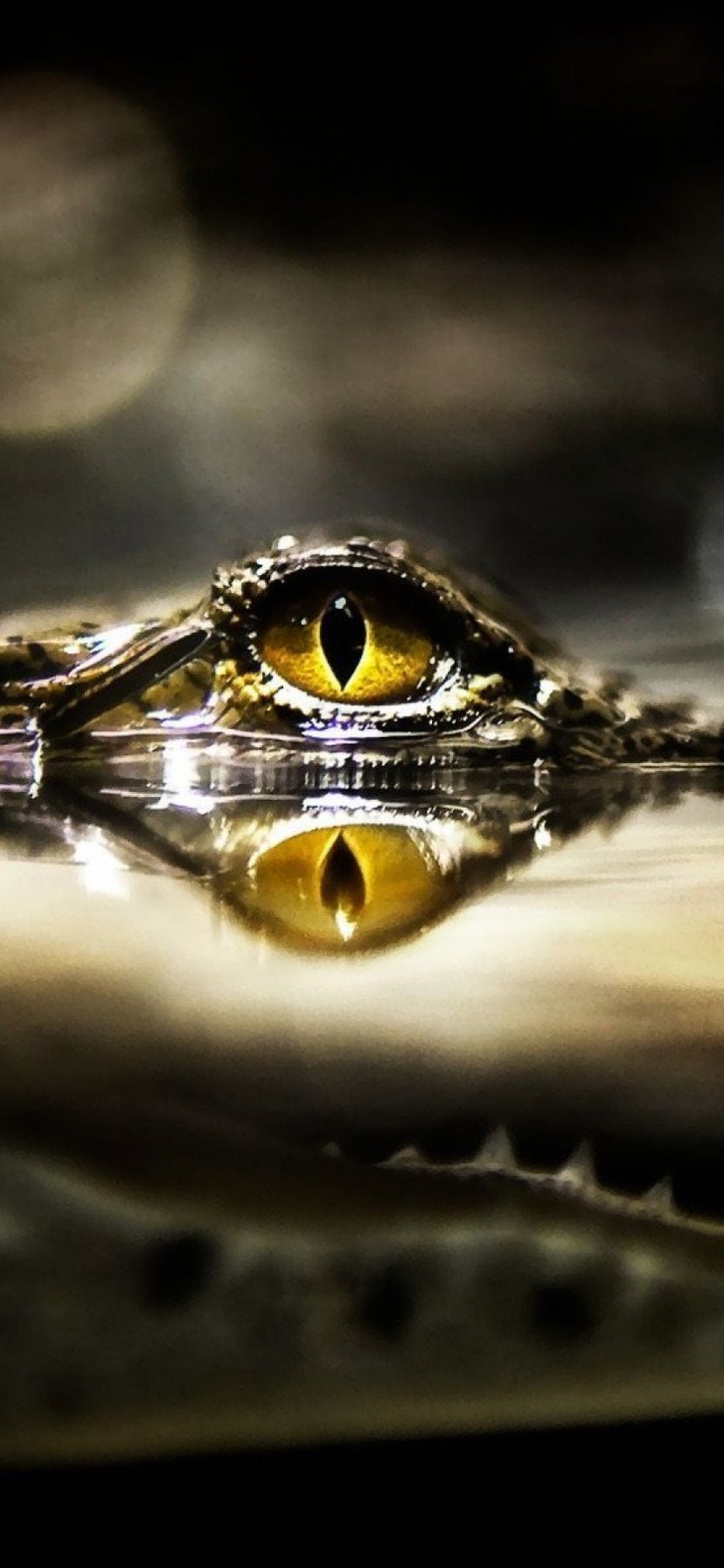 Eye Of Crocodile Above The Water