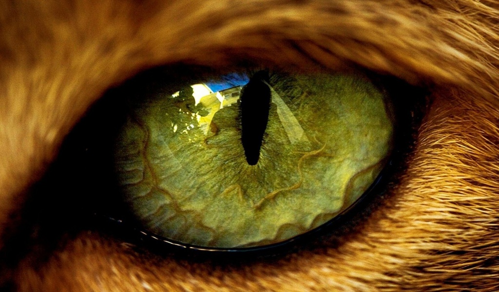 Eye Predator Tiger