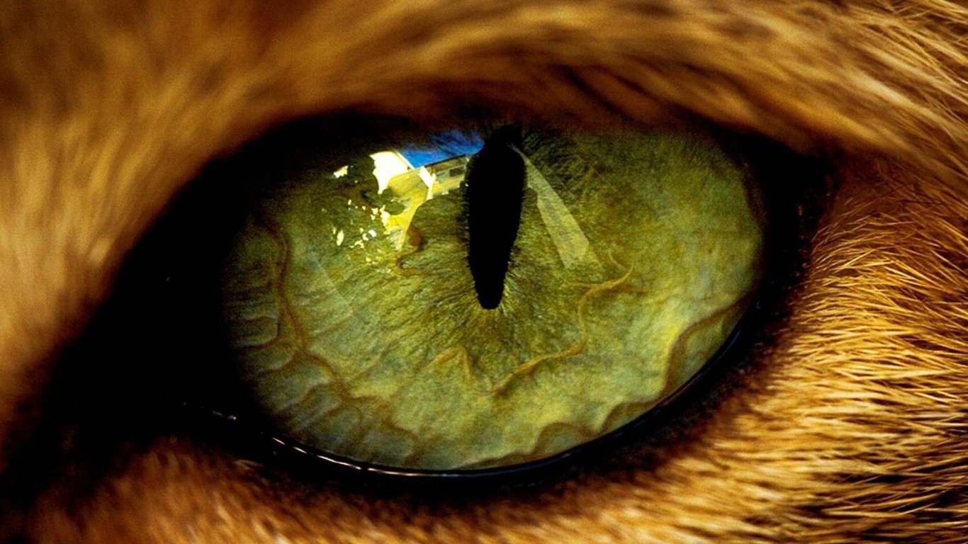 Eye Predator Tiger