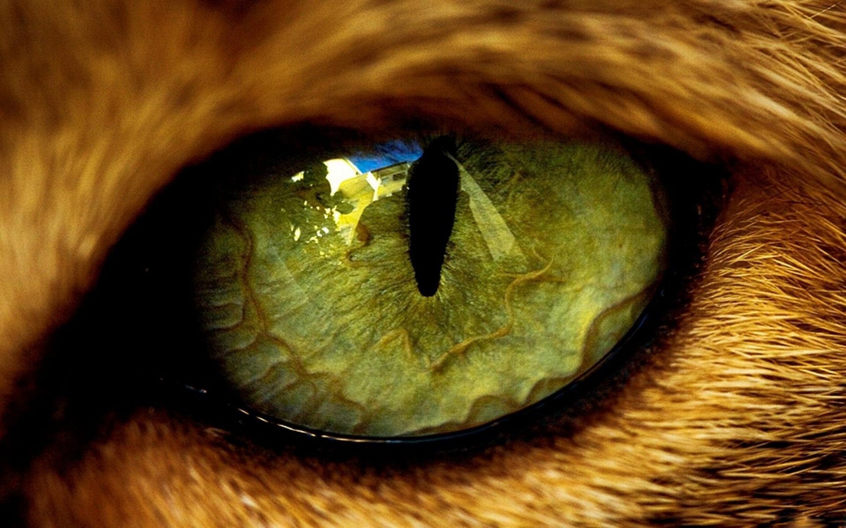 Eye Predator Tiger