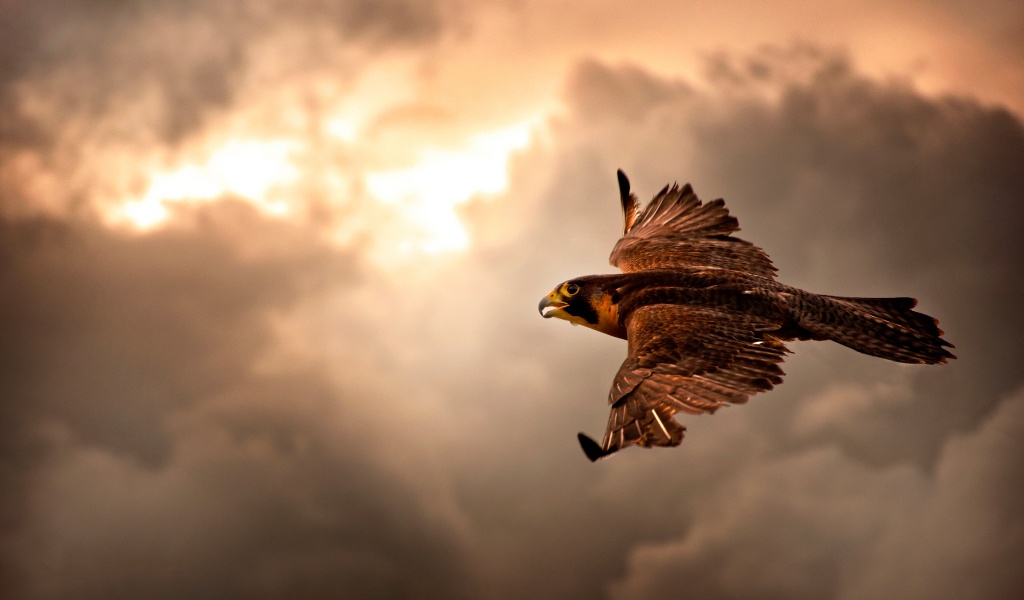 Falcon In Flight