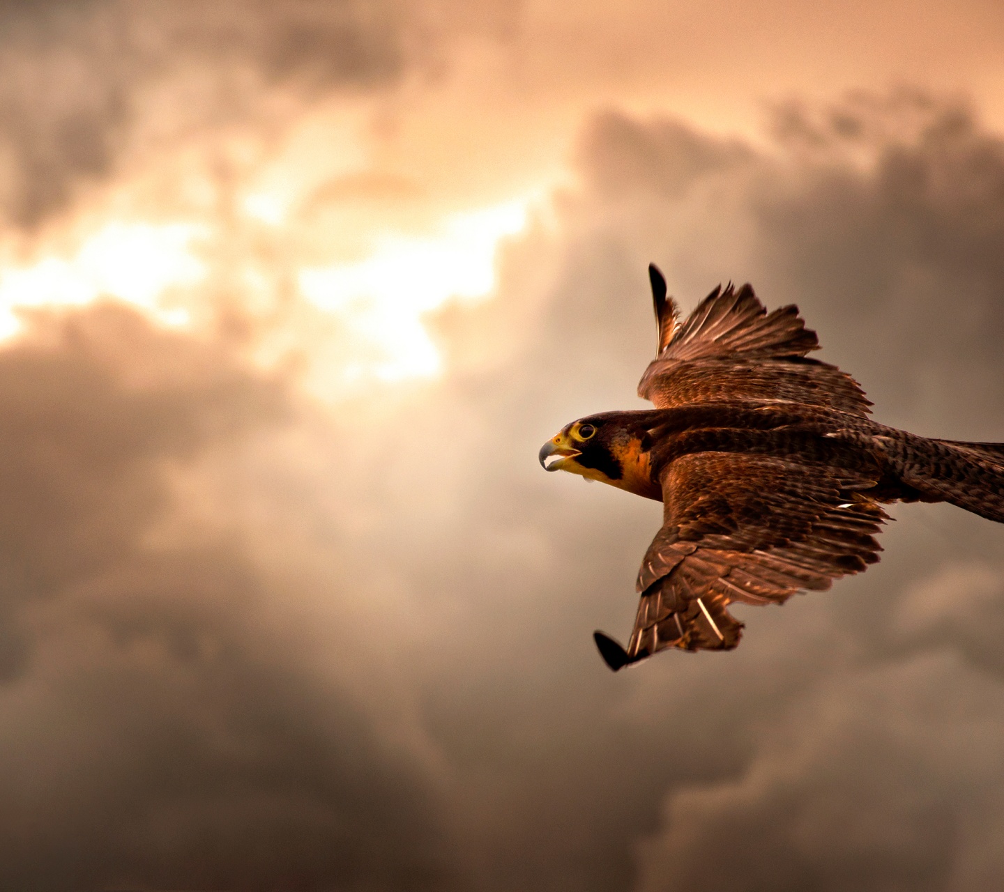 Falcon In Flight