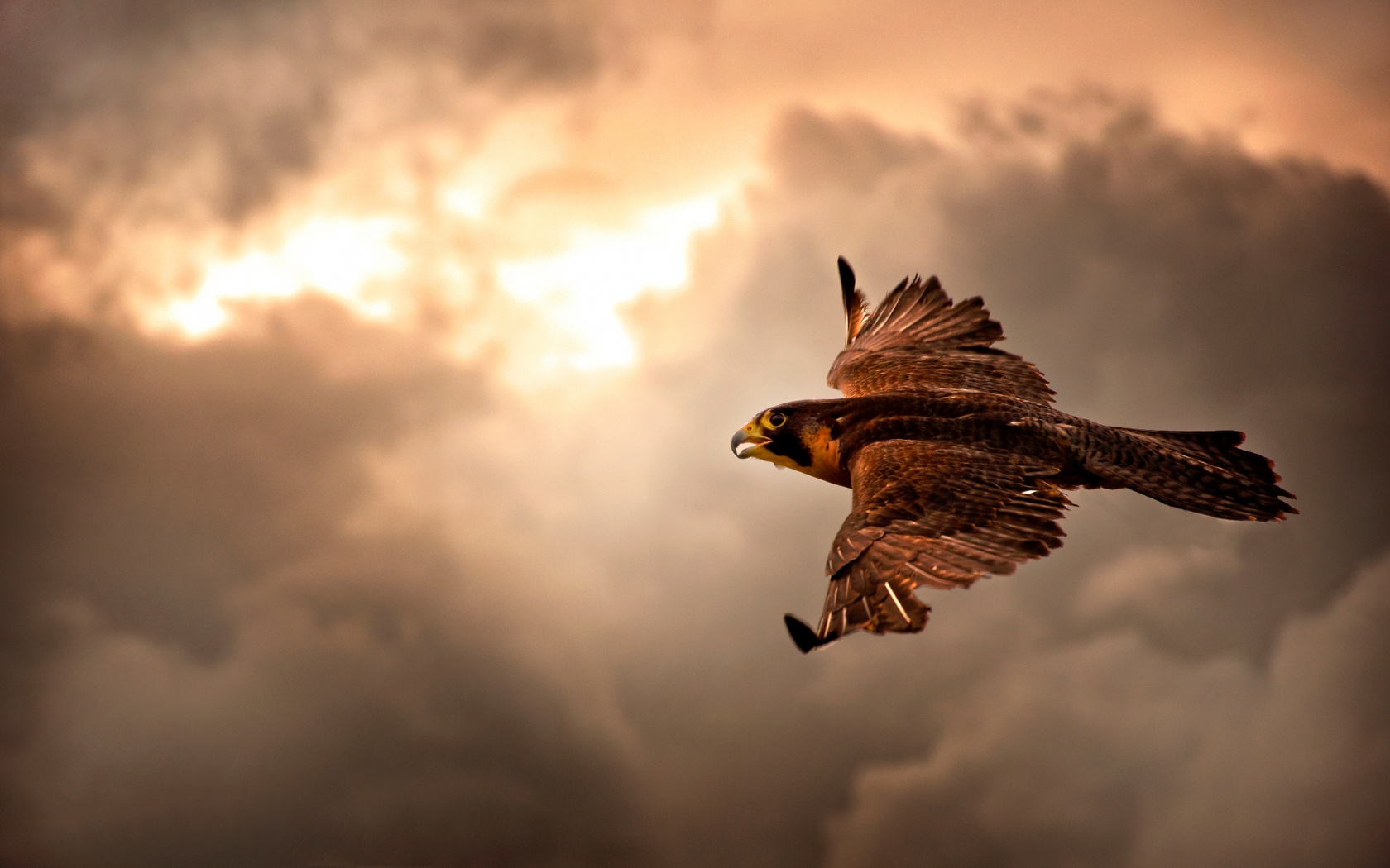 Falcon In Flight