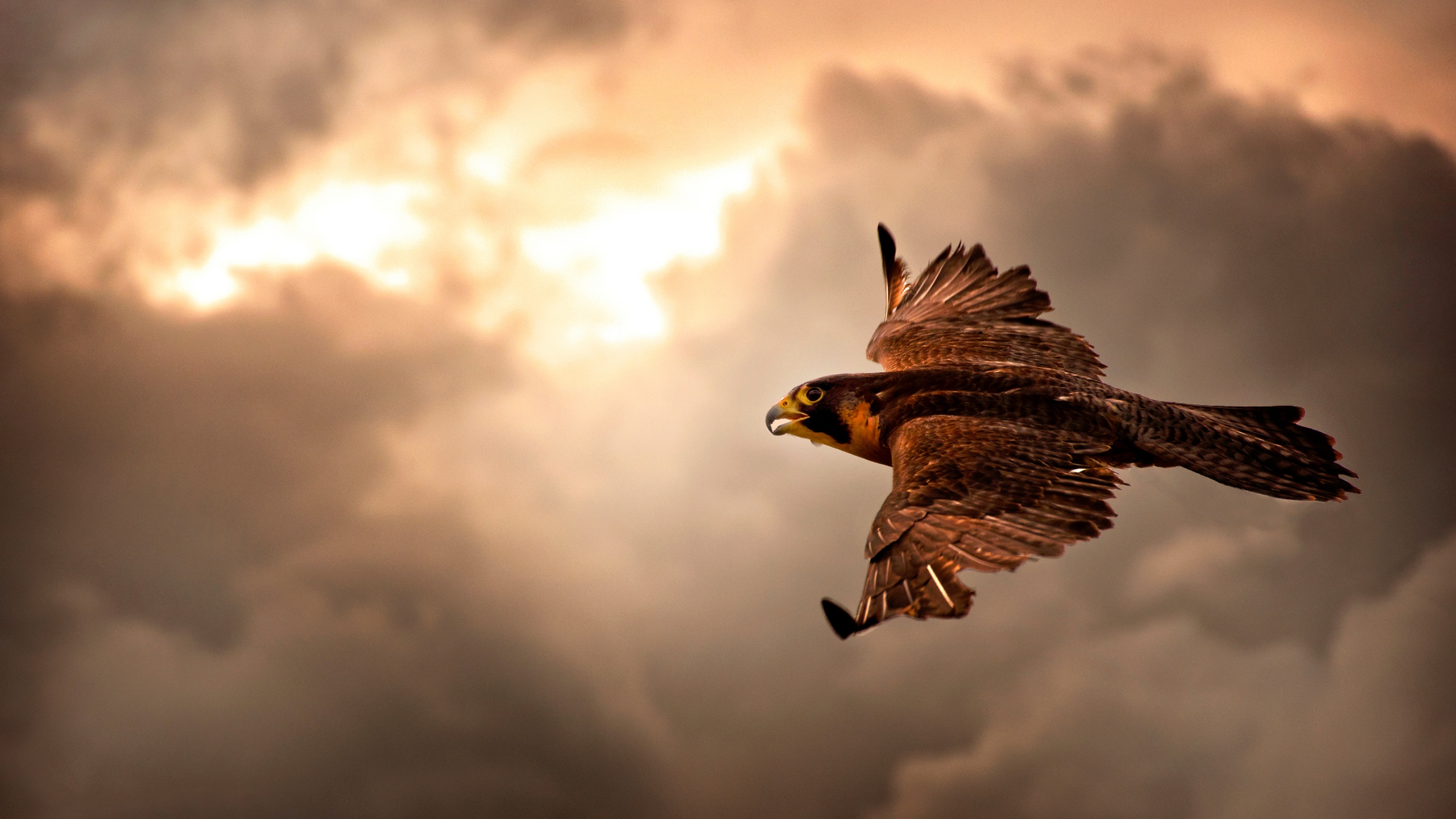 Falcon In Flight