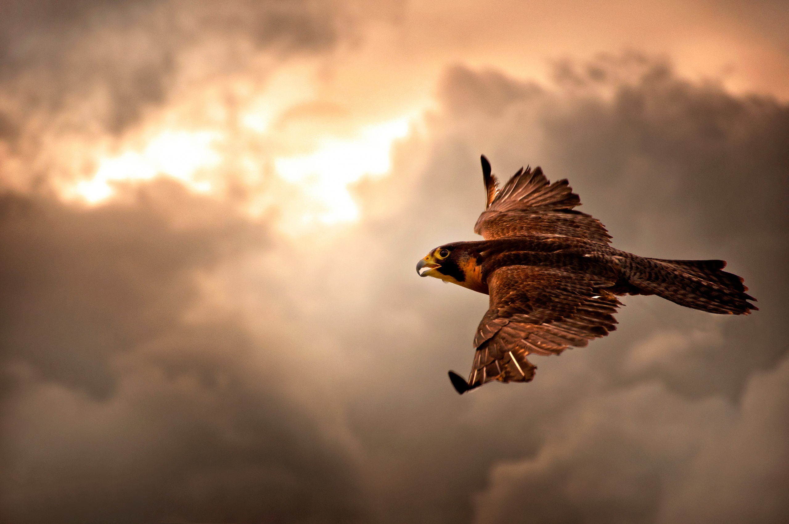 Falcon In Flight