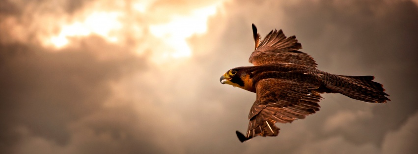 Falcon In Flight