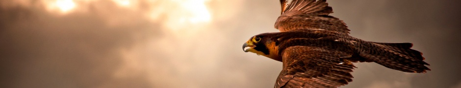 Falcon In Flight