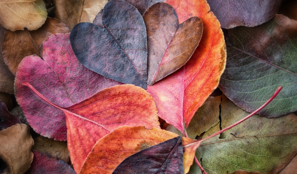 Fall In Love Leaves