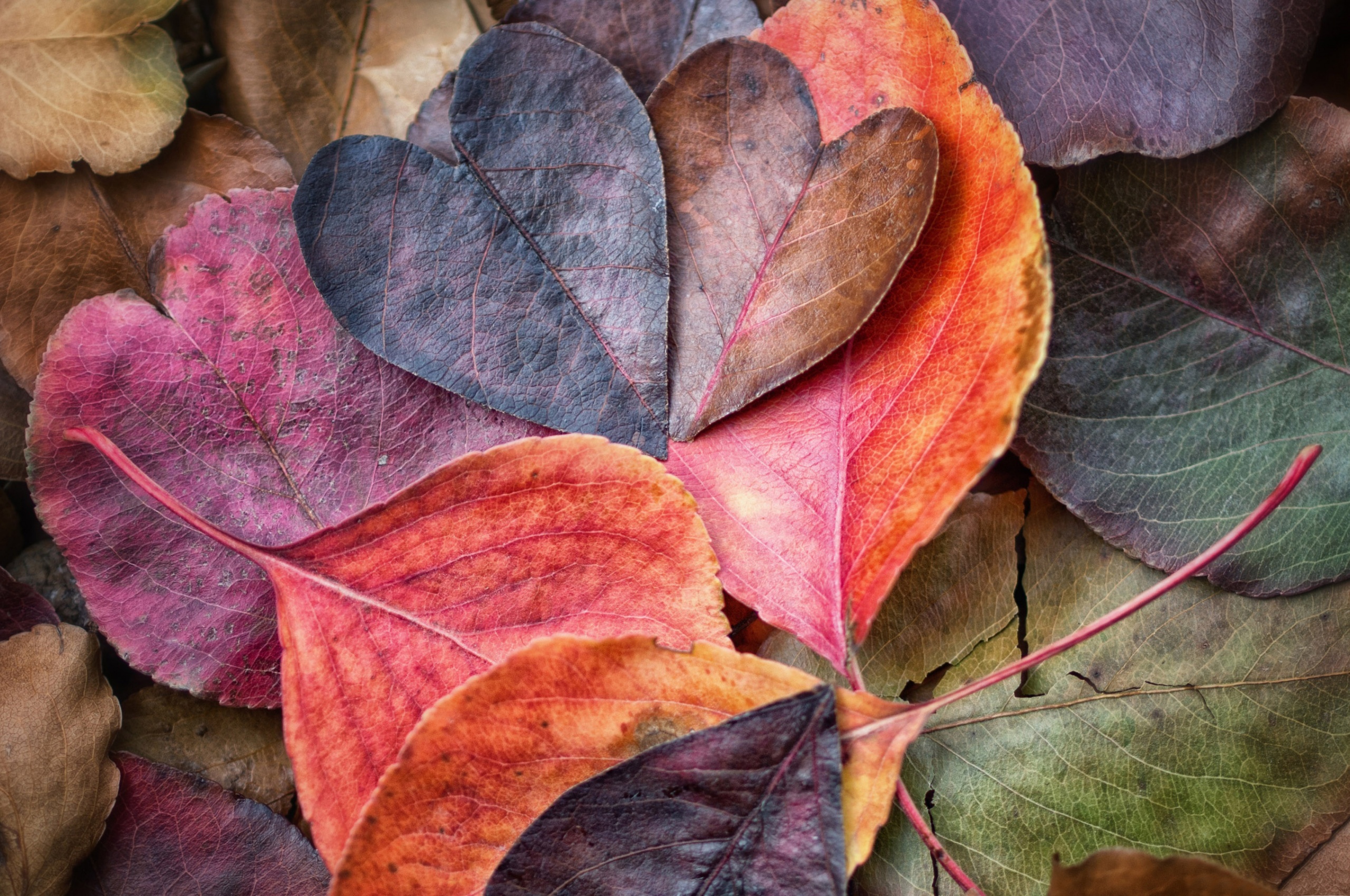 Fall In Love Leaves