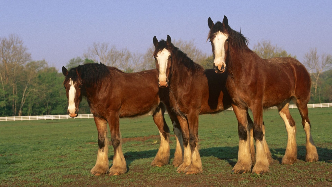 Farm Horse Fence