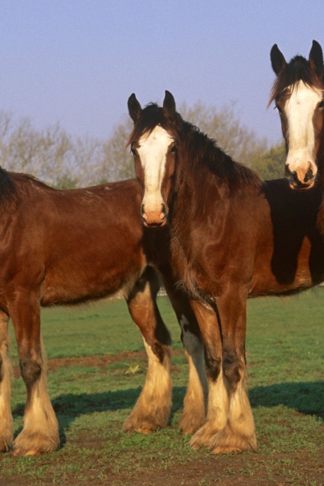 Farm Horse Fence