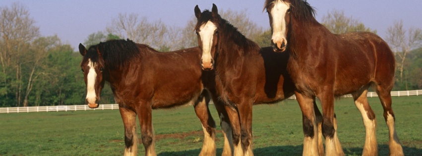 Farm Horse Fence