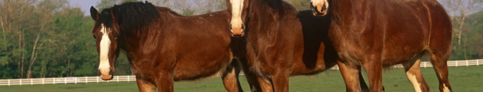 Farm Horse Fence