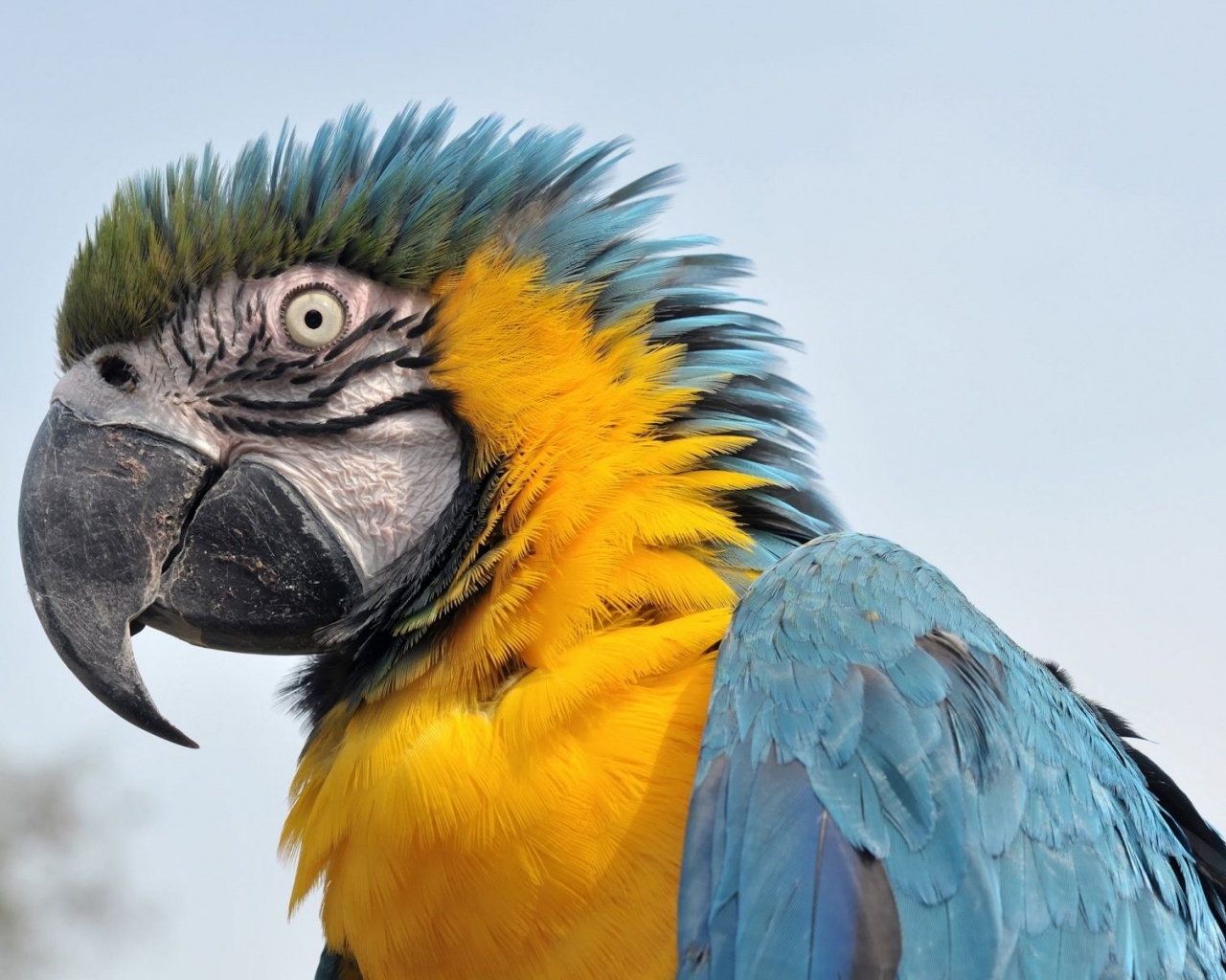 Feathers Head Beak Parrot