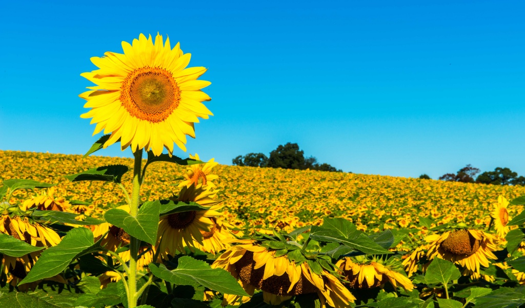 Field Of Sunflowers