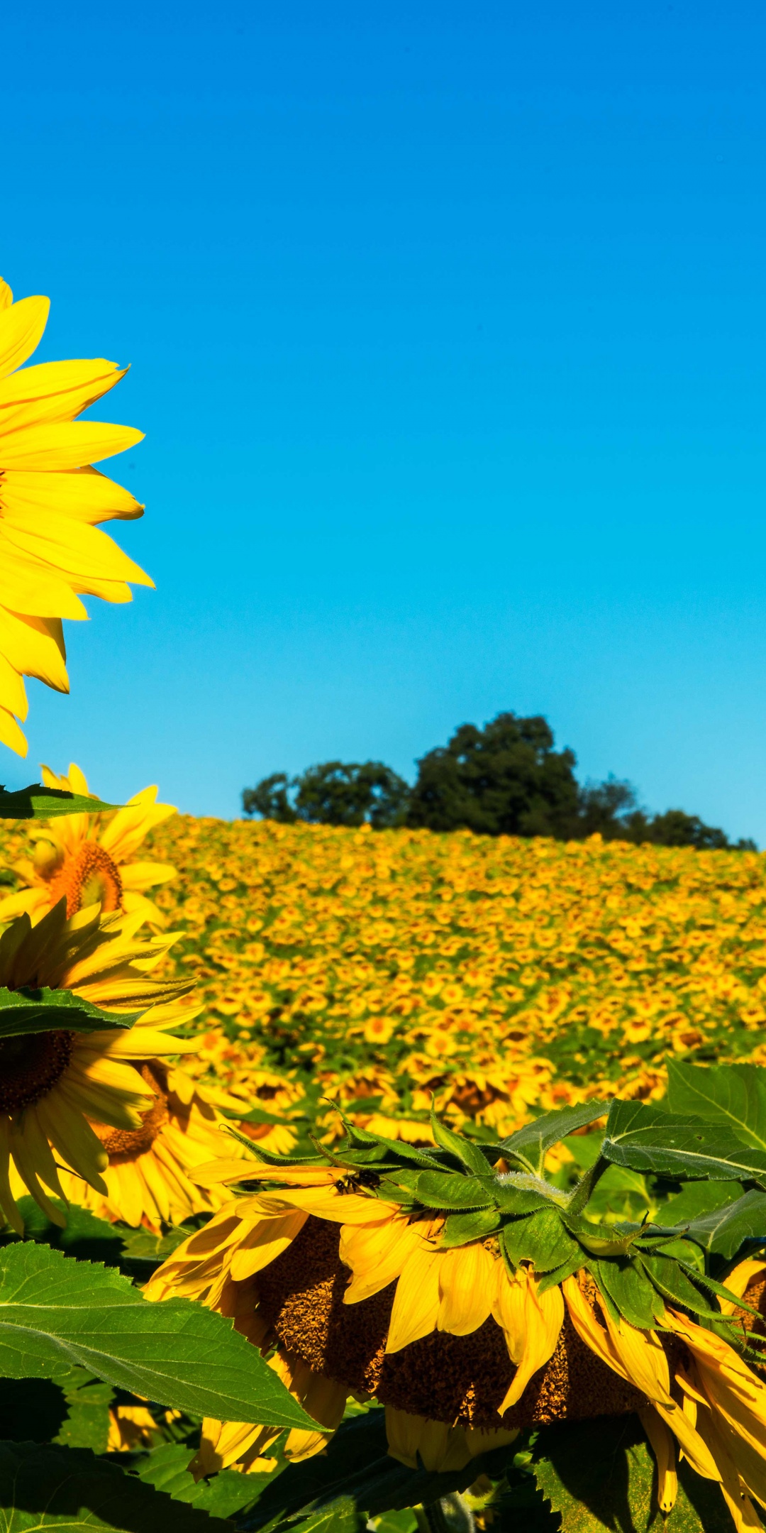 Field Of Sunflowers