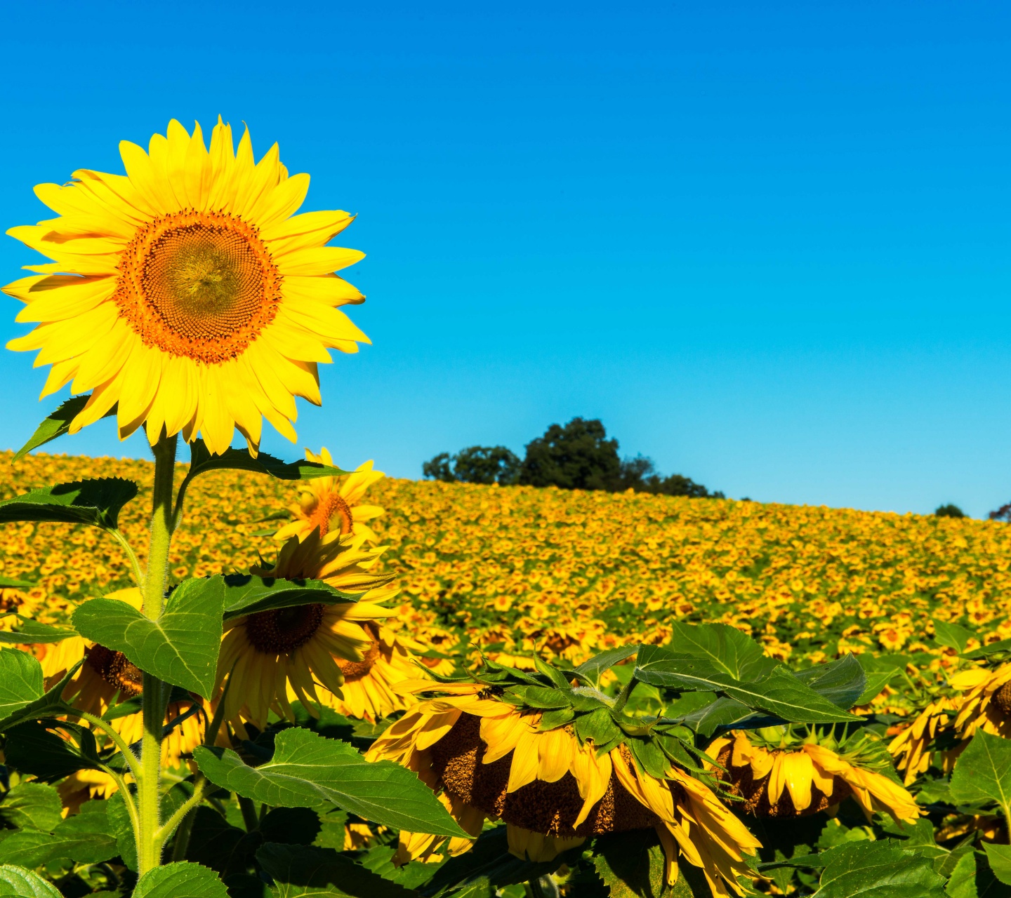 Field Of Sunflowers