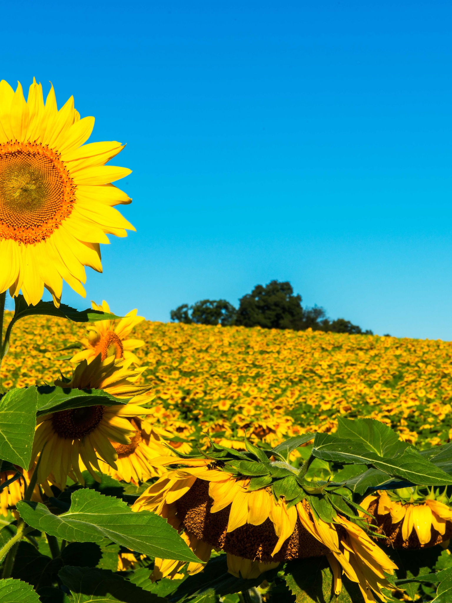 Field Of Sunflowers