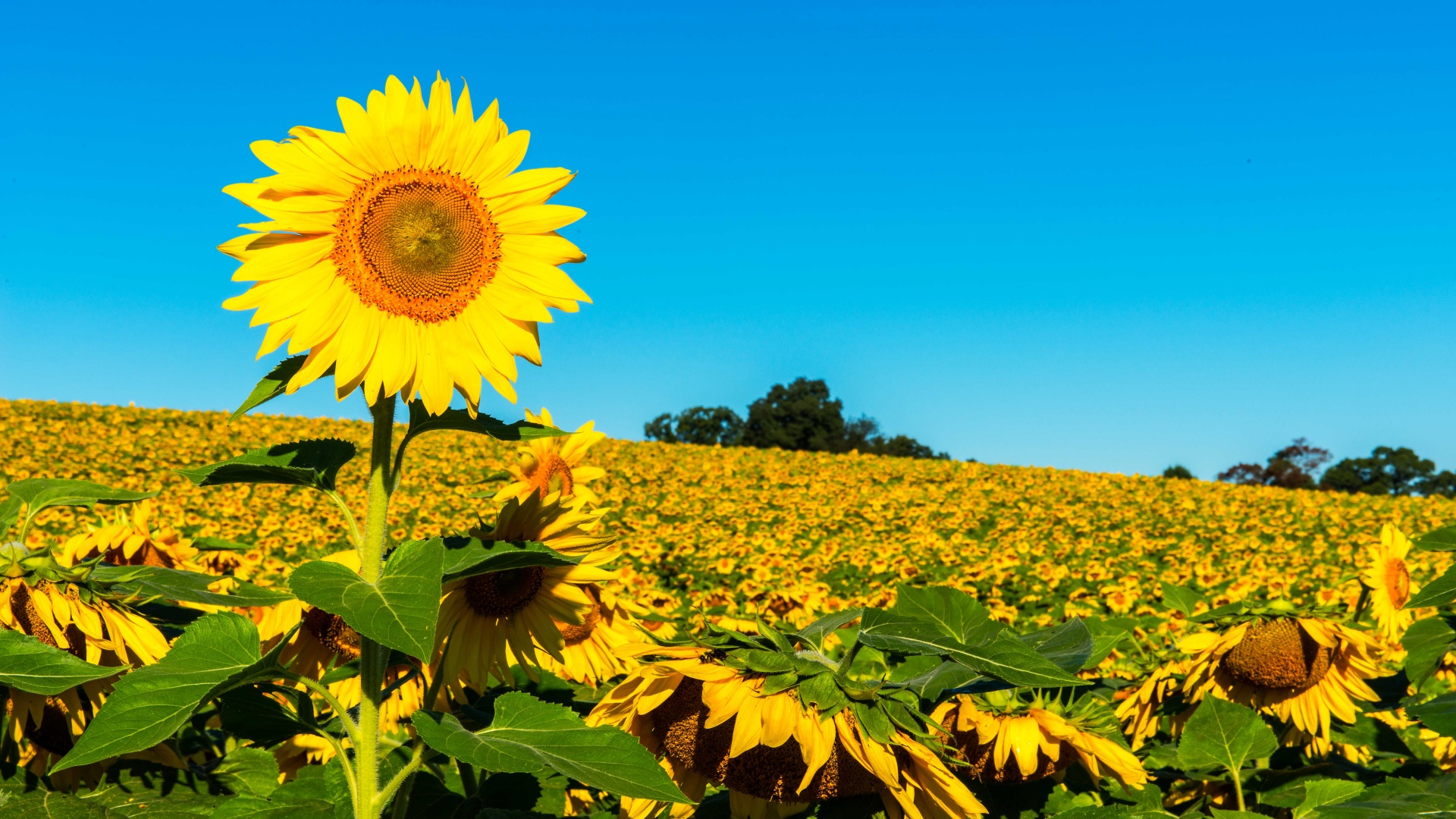 Field Of Sunflowers