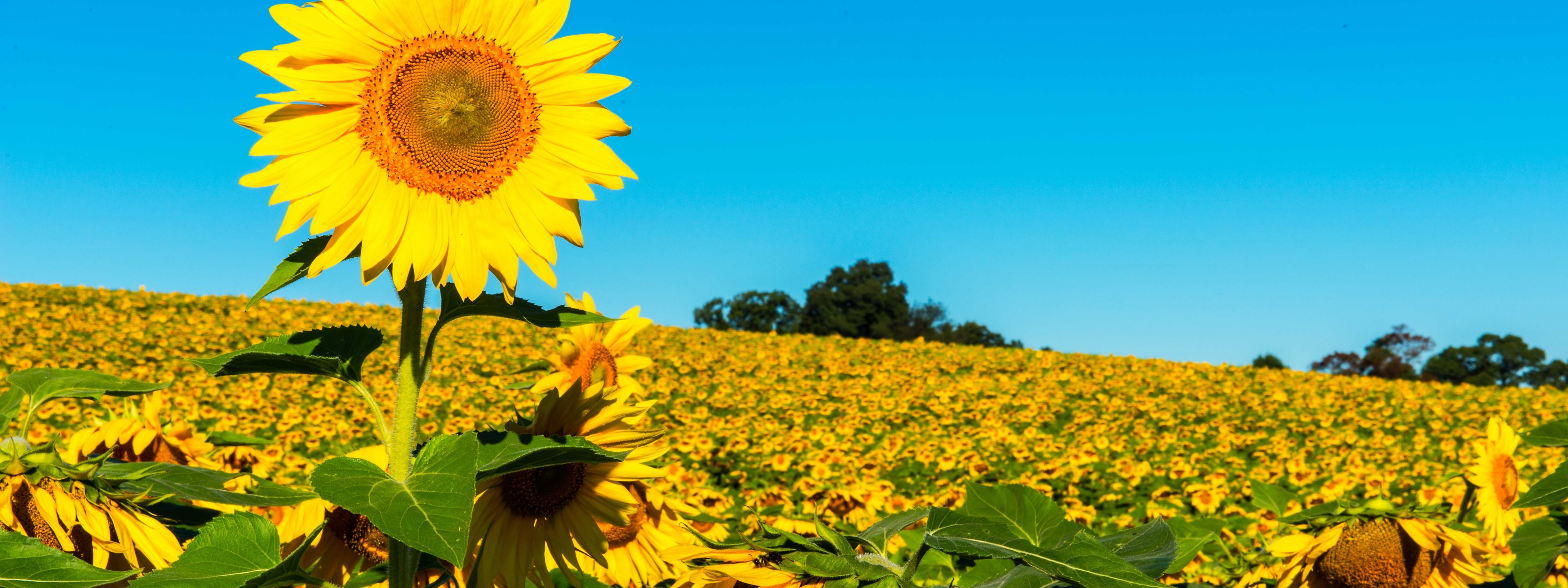 Field Of Sunflowers