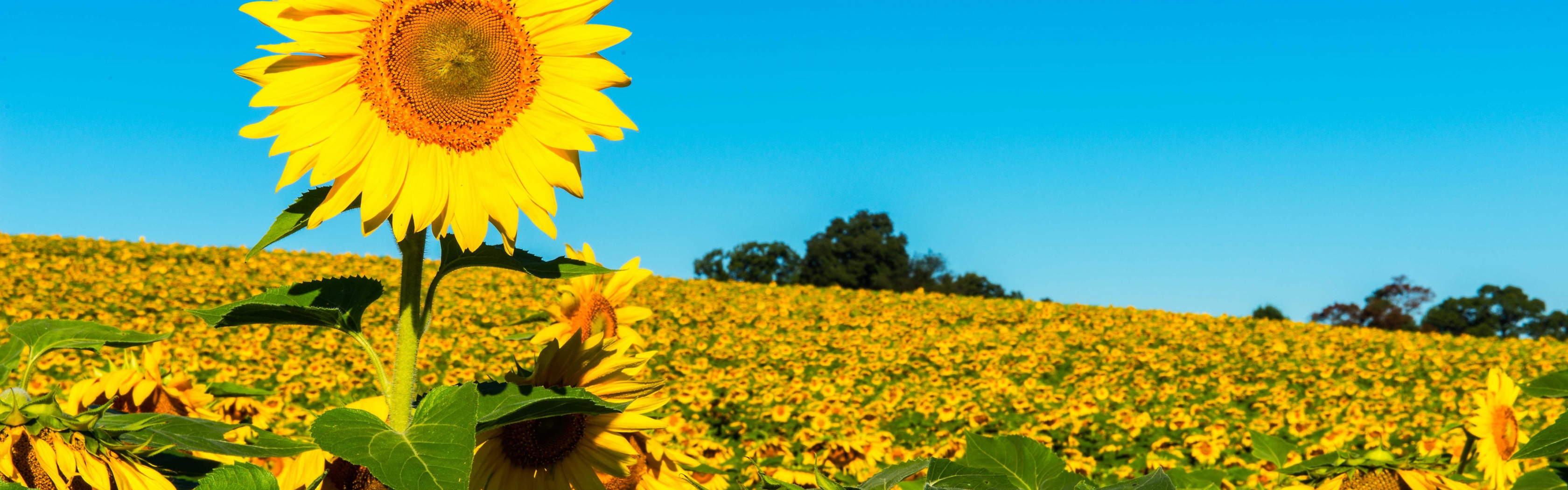 Field Of Sunflowers