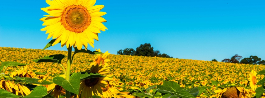 Field Of Sunflowers