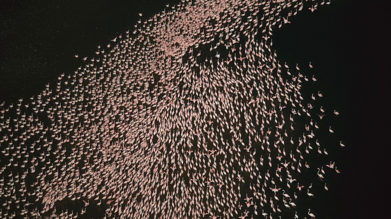 Flamingo Bird Horde