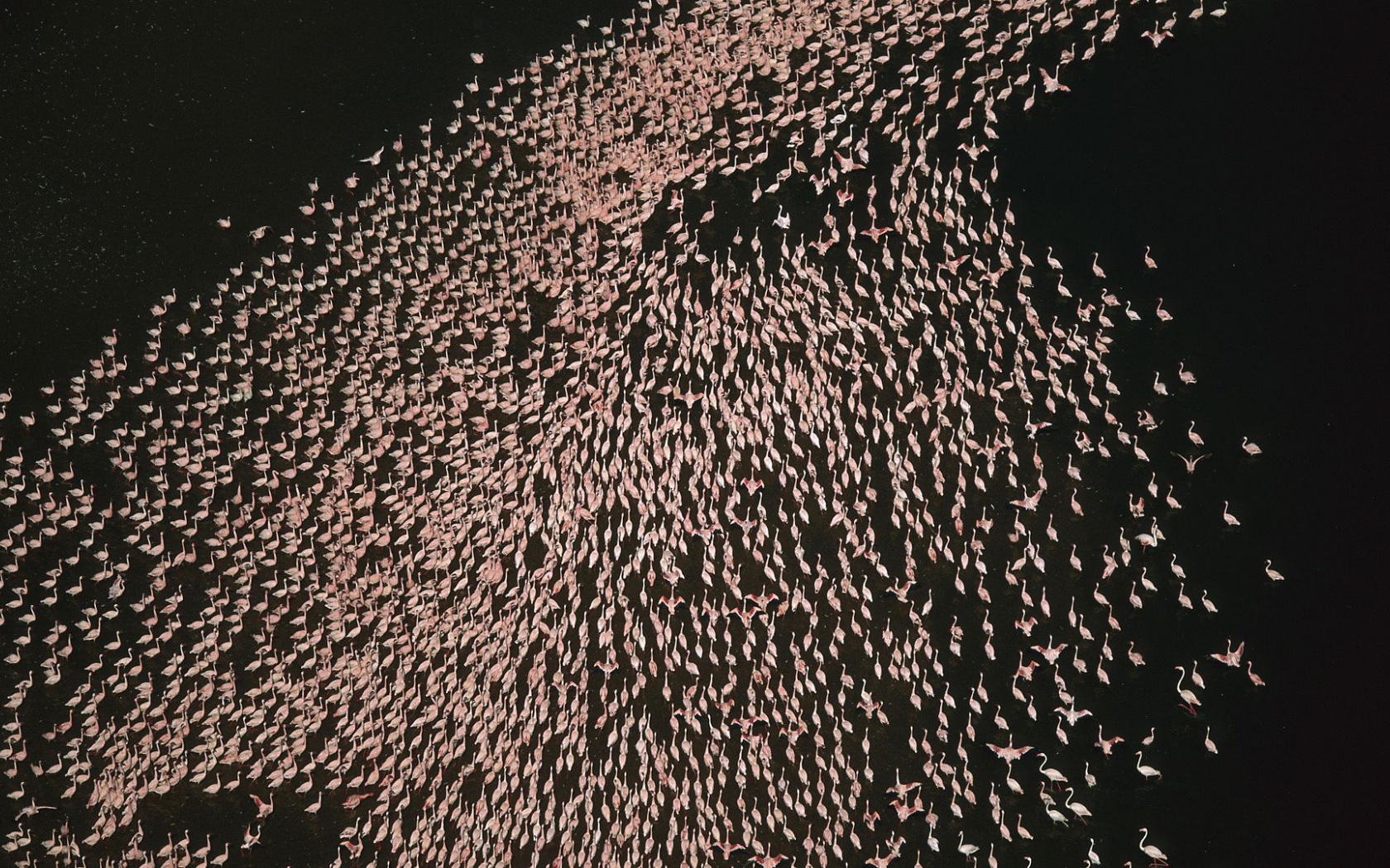 Flamingo Bird Horde