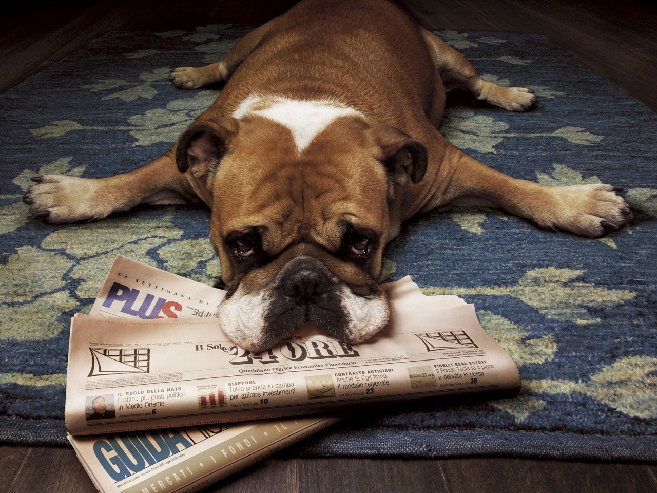 Floor Animals Dogs Funny Lying Down Newspapers Rugs Wood Floor