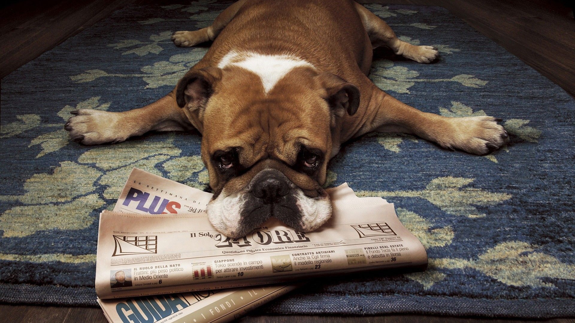 Floor Animals Dogs Funny Lying Down Newspapers Rugs Wood Floor