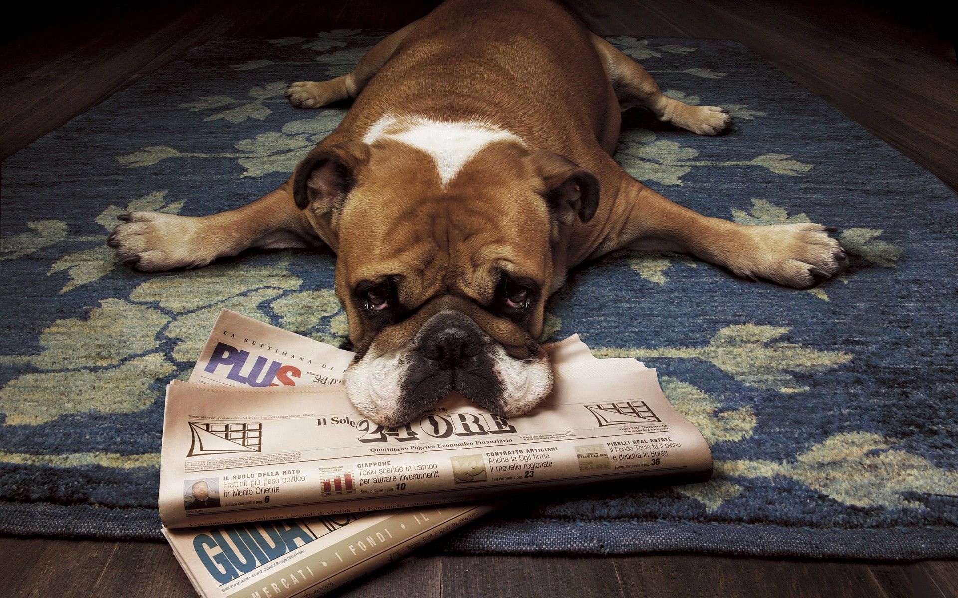 Floor Animals Dogs Funny Lying Down Newspapers Rugs Wood Floor