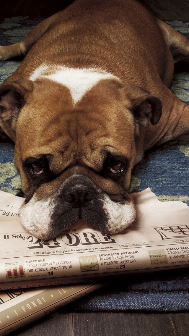 Floor Animals Dogs Funny Lying Down Newspapers Rugs Wood Floor