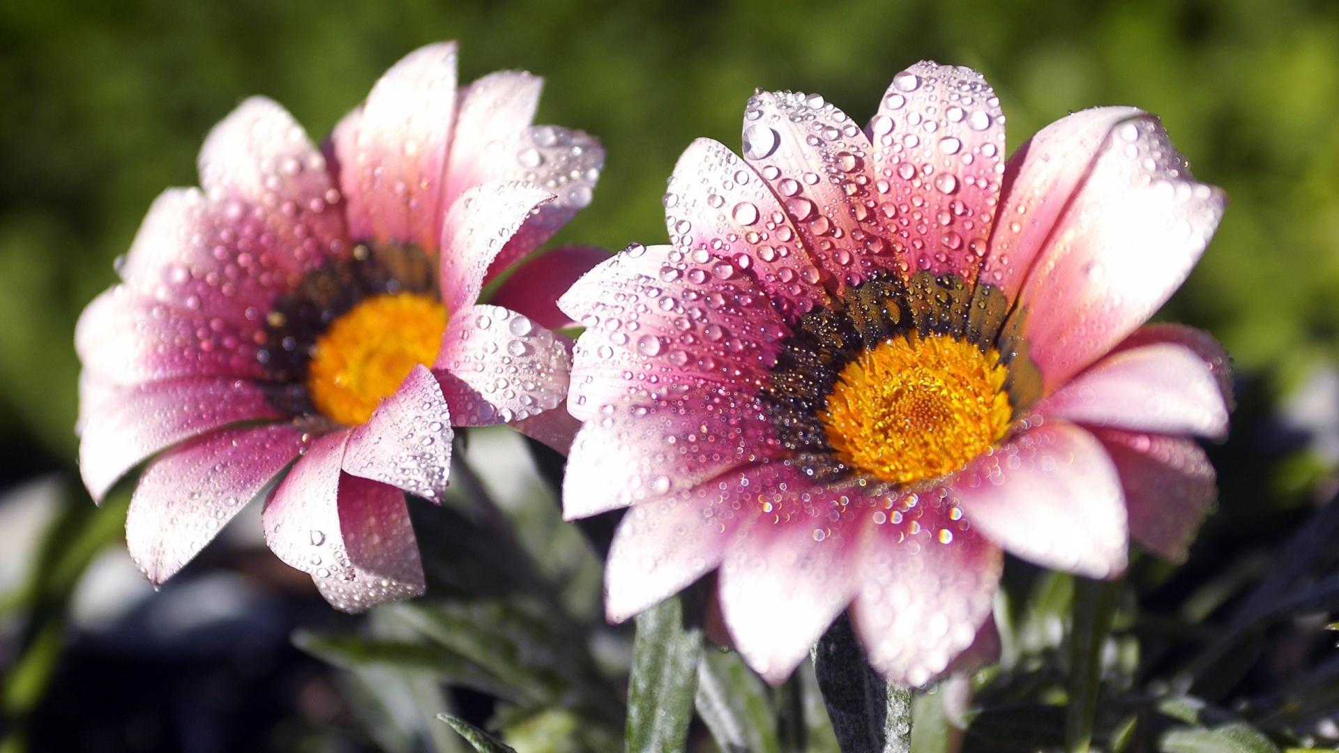 Flowers Covered With Dew