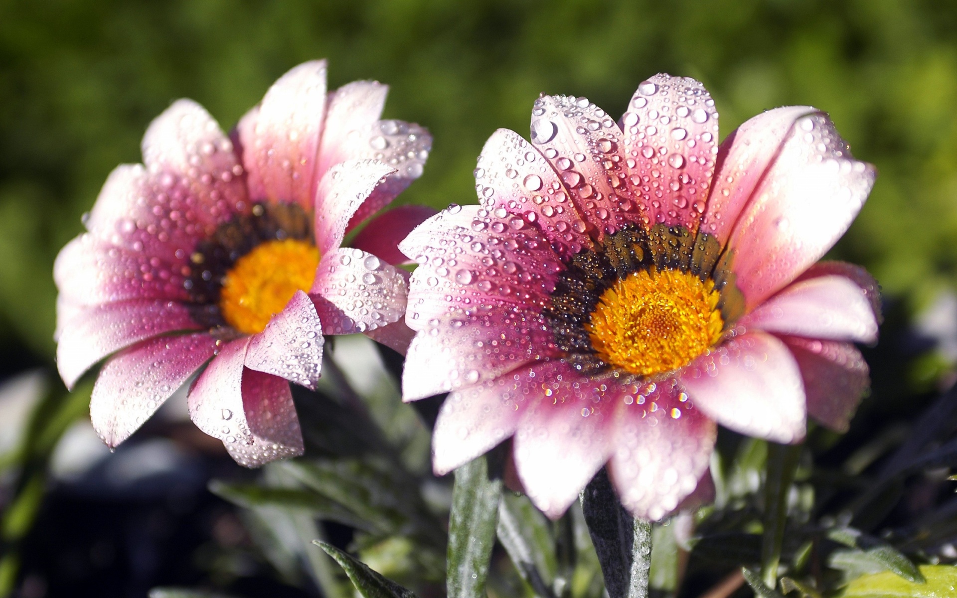 Flowers Covered With Dew