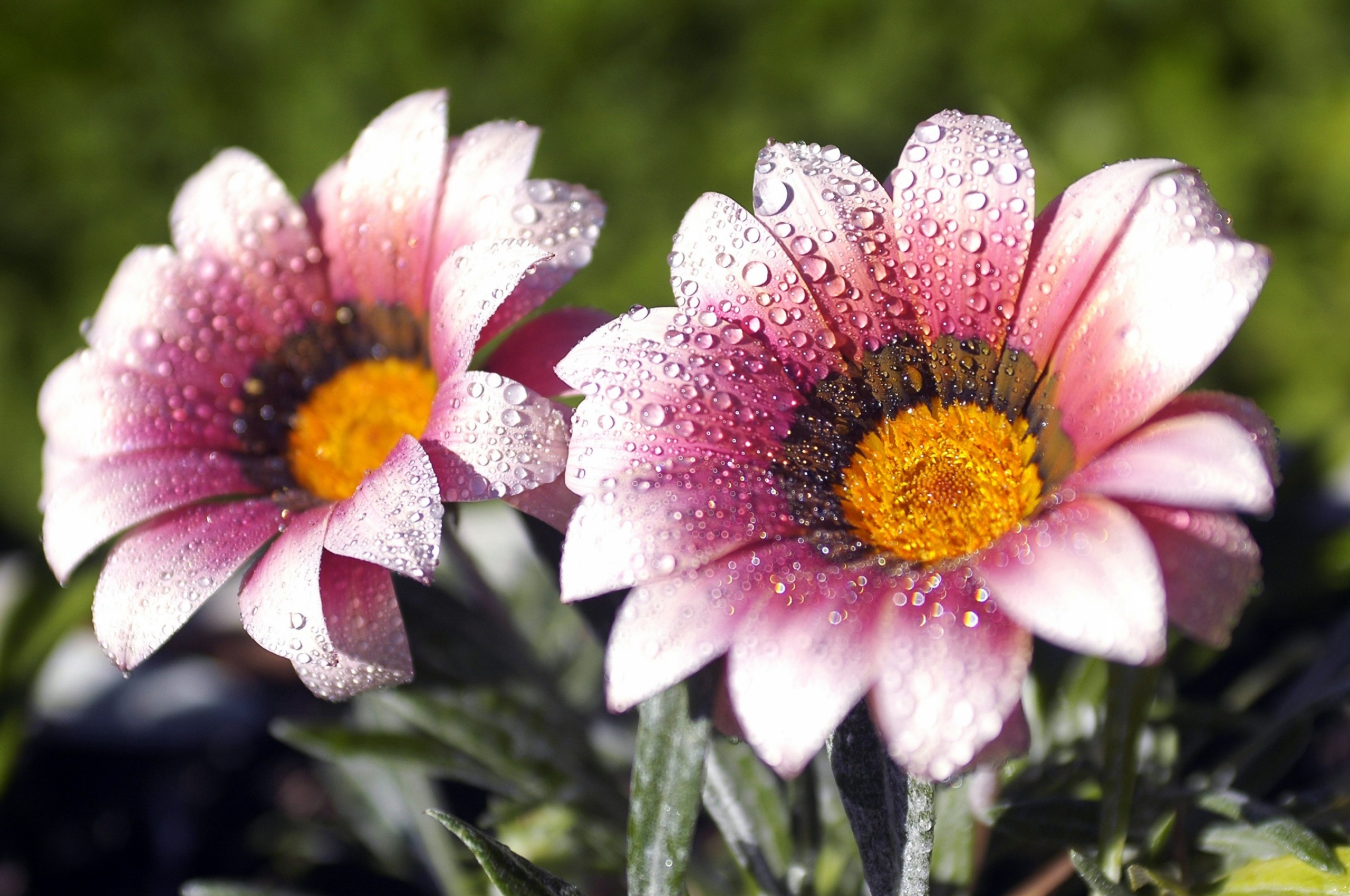 Flowers Covered With Dew