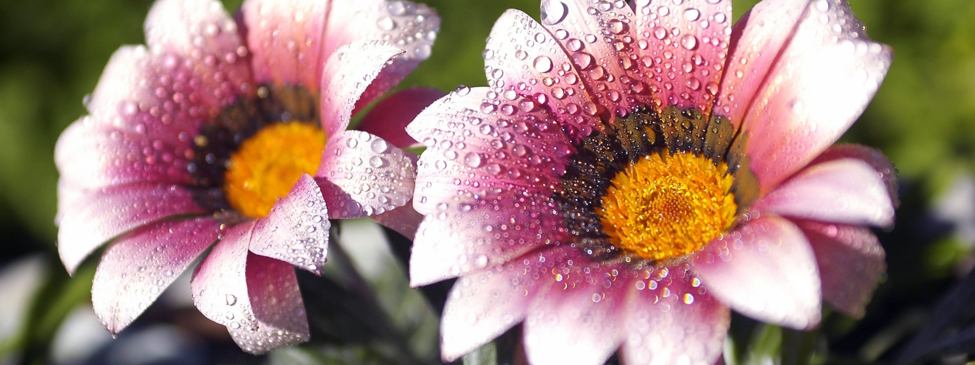 Flowers Covered With Dew