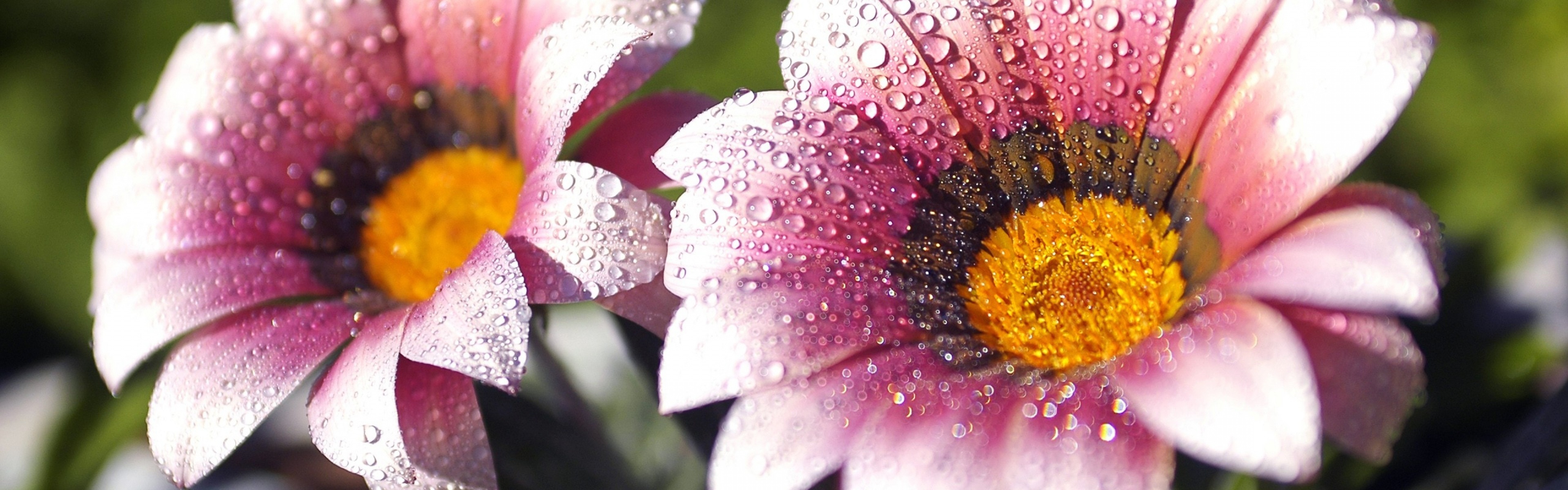 Flowers Covered With Dew