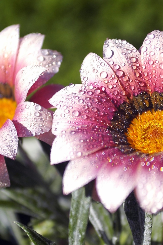 Flowers Covered With Dew