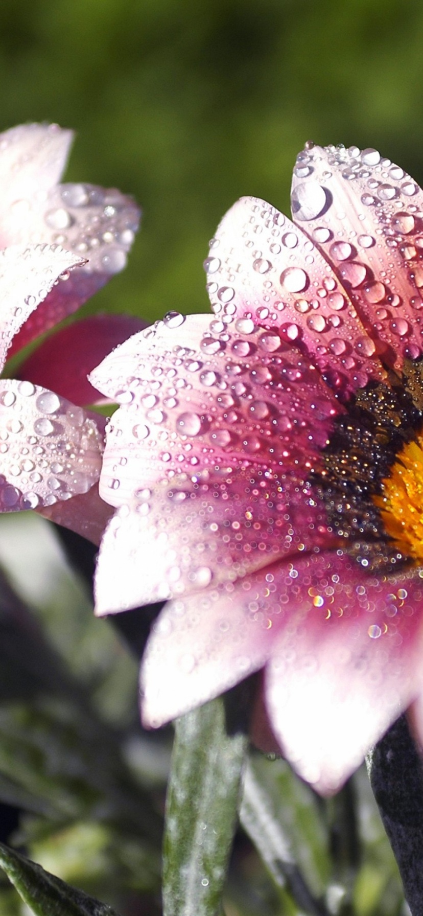 Flowers Covered With Dew