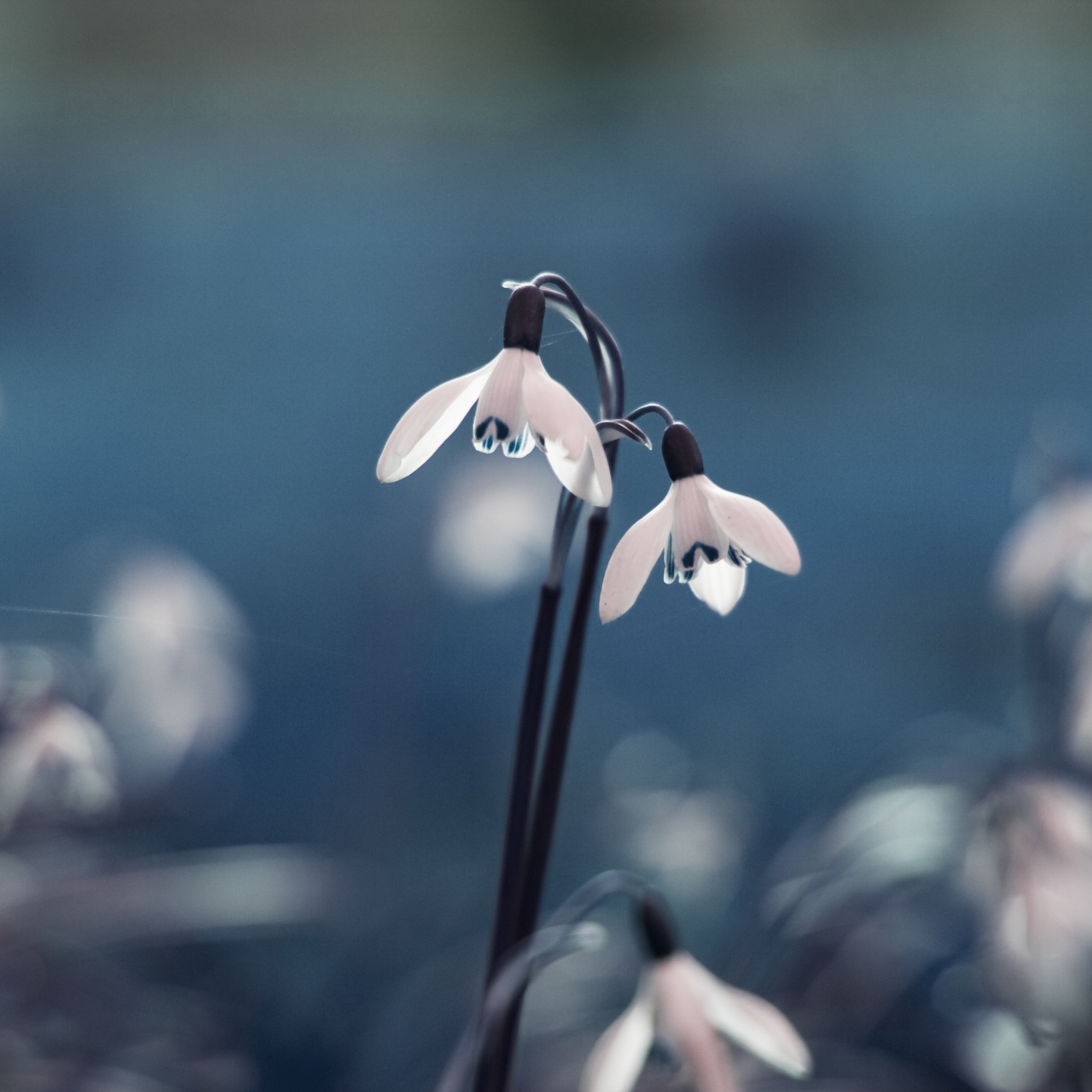 Flowers Drops Grass