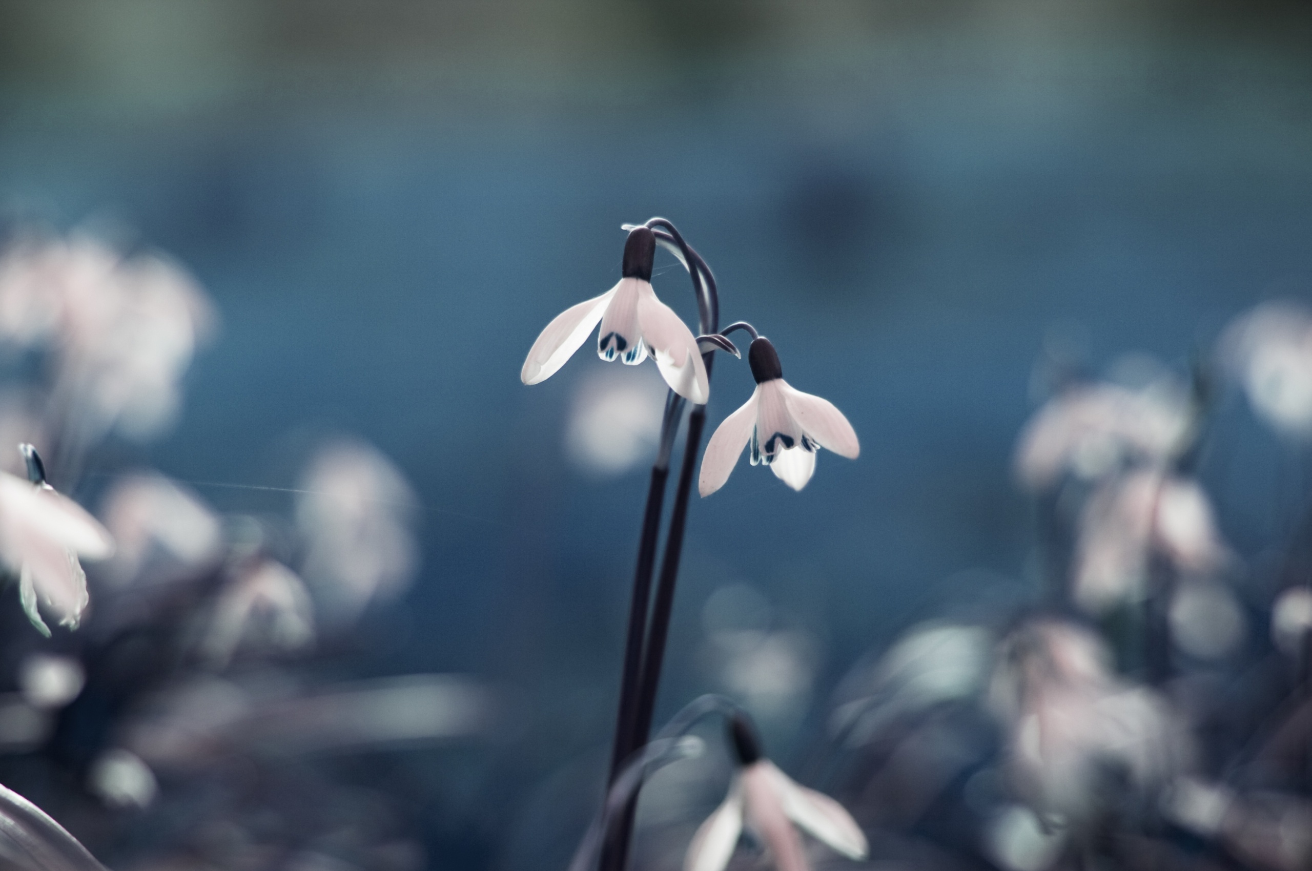 Flowers Drops Grass